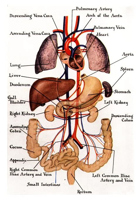 Inside And Names Human Body Organs Human Anatomy Picture Anatomy Organs