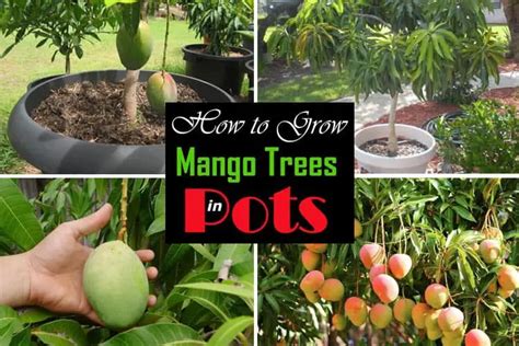 Mango Tree In Pot Atelier Yuwa Ciao Jp