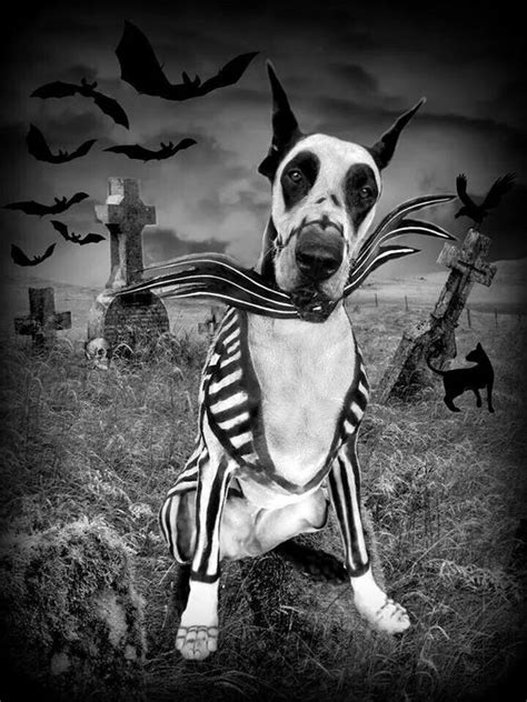 55 Spooky And Eerie Pets Halloween Costume Ideas