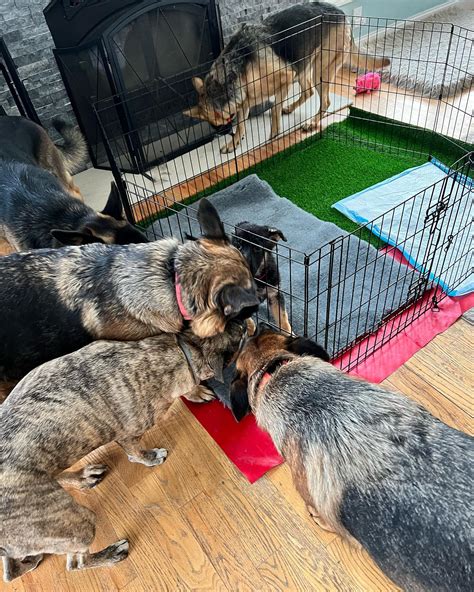 Dream Maker German Shepherds - Home