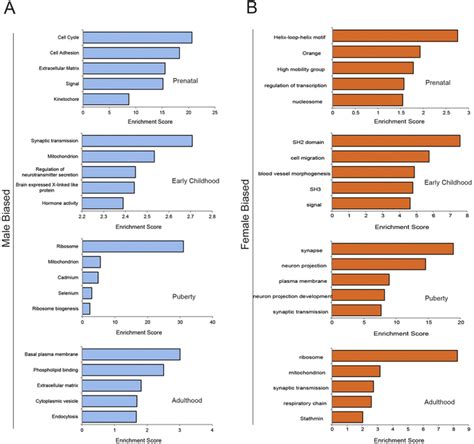 Functional Annotation Of The Sex Biased Genes A Function Annotation