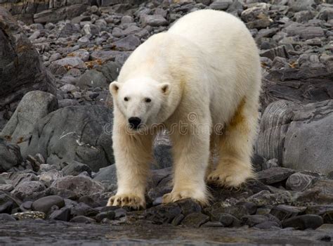 Polar bear stock image. Image of polar, norway, bear - 107226395