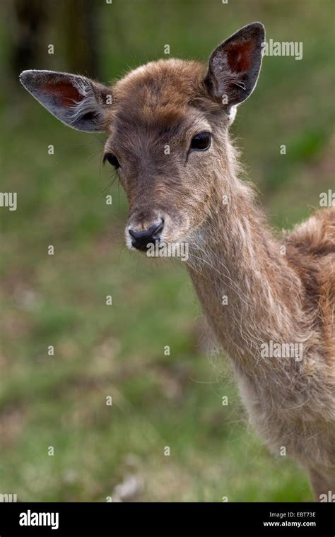 Fallow Deer Dama Dama Cervus Dama Portrait Of A Fallow Deer Calf