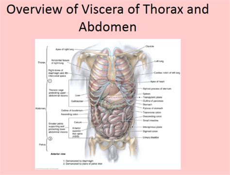 Block 2 Anatomy Anterior Abdominal Wall Flashcards Quizlet