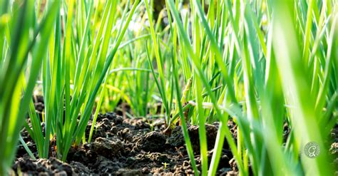 How to Grow Green Onions - Growing In The Garden