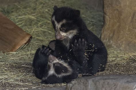 Nacen cachorros de oso andino en el Zoológico de San Diego