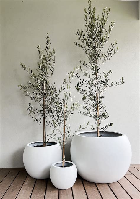 Olive Tree In Amalfi Pot Medium House Plants Decor Plants Indoor