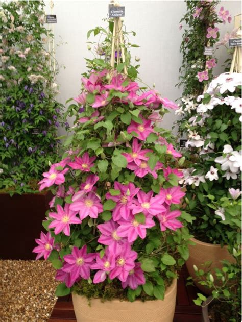 Grow It Up An Obelisk Clematis Care Clematis Trellis Climbing