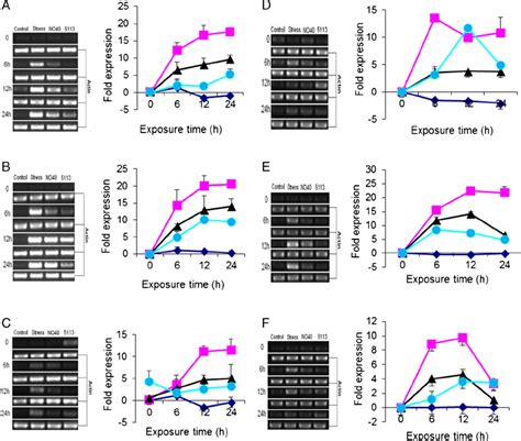 Rt Pcr Analysis Of Expression Of Some Stress Marker Genes