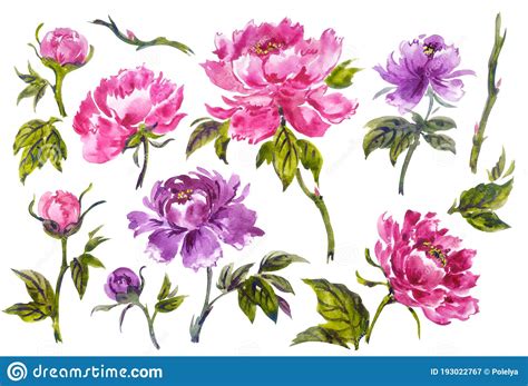 Set of Peonies in the Style of Chinese, Japanese, Korean Painting, Watercolor Illustration Stock ...