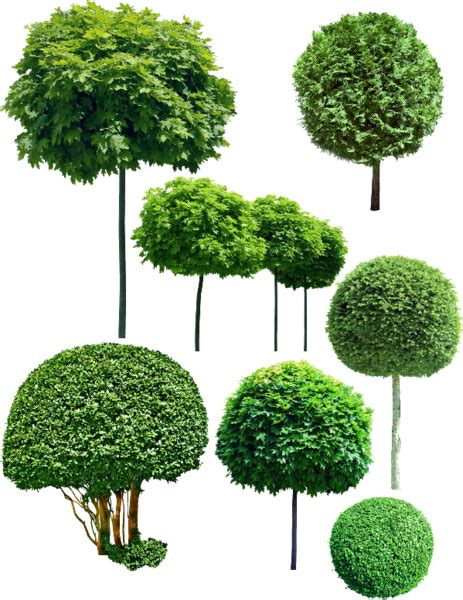 Trees Psd Official Psds