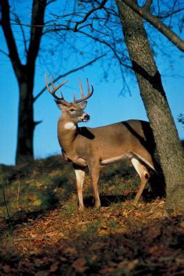 When to Put Tree Guards on to Protect Against Deer? | Home Guides | SF Gate