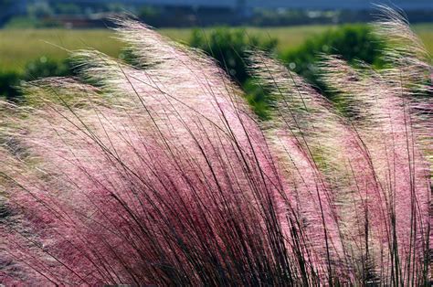 Muhlenbergia Capillaris Methods To Develop And Care Pink Muhly Grass