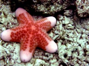 pengertian echinodermata secara umum  contohnya terlengkap