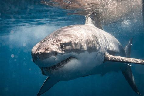 Nurse Shark Teeth: Understanding the Unique Dental Structure – Ocean Action Hub