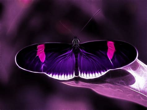 Purple Butterfly Desktop Wallpaper - WallpaperSafari