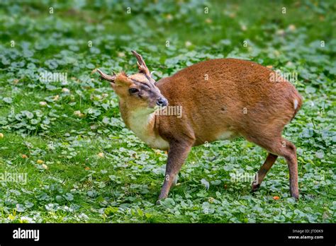 Reevess Muntjac Muntiacus Reevesi Male Introduced Species Native To