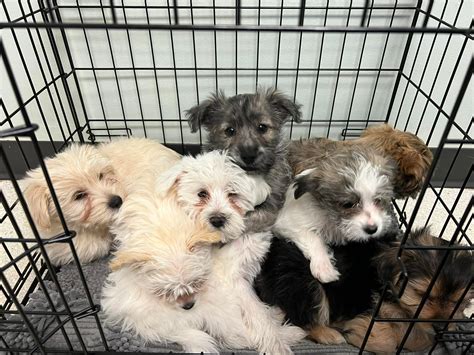Happy Friday!! We had so much fun... - Pet Vet - Roanoke | Facebook