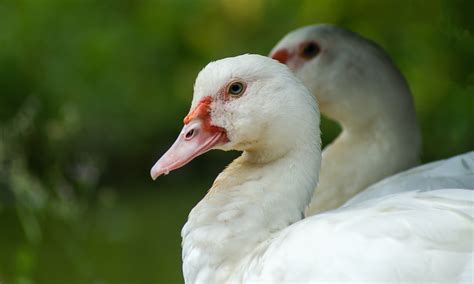 Overview of the Khaki Campbell Duck Breed - Mother Farmland