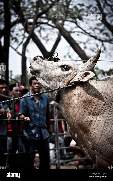 Bull is prepared to fighting. Widely spread in Asia, the bull fighting is one of the most famous ...