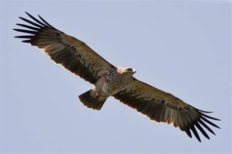 Orel královský | imperialeagle.eu