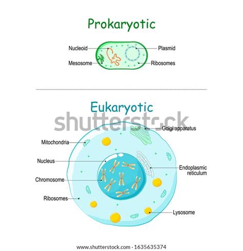 Prokaryote Vs Eukaryote Illustration Eukaryotic Prokaryotic Stock