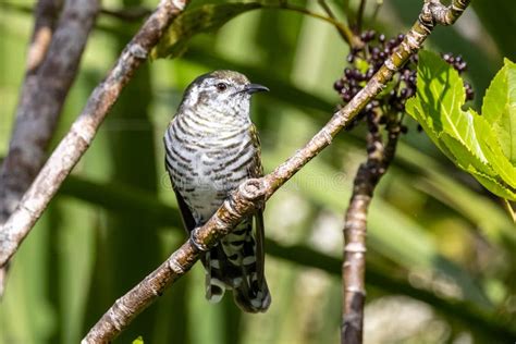 Shining Bronze Cuckoo on Migration in New Zealand Stock Photo - Image ...