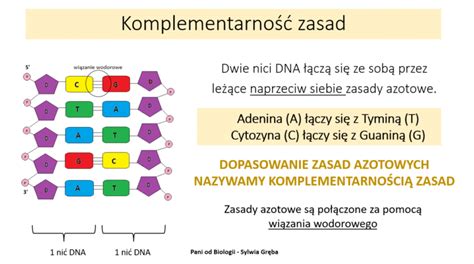 Budowa I Rola DNA Pani Od Biologii