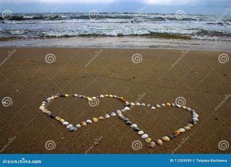 Seashell Hearts Stock Image Image Of Couple Seashell 11293599