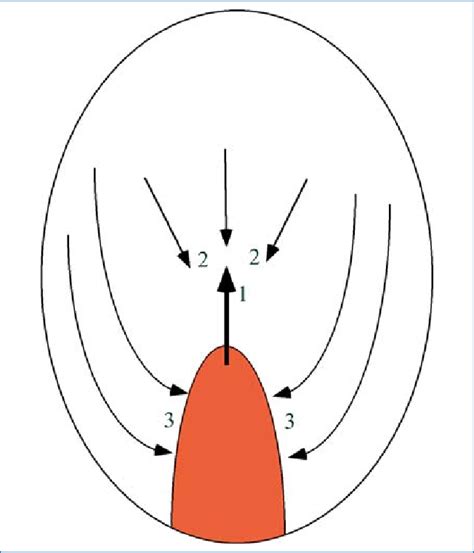 7. Cell movements during the formation of the primitive streak. The... | Download Scientific Diagram