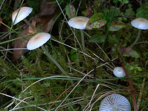 Mycena Filopes The Ultimate Mushroom Guide