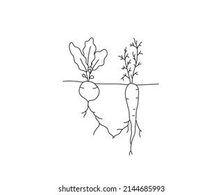 Vector Isolated Colorless Black Line Beet Stock Vector Royalty Free