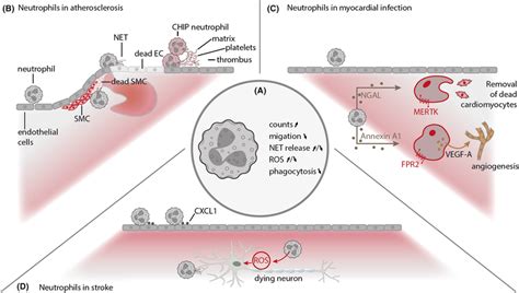 Role Of Neutrophils In Agingrelated Cardiovascular Pathologies A