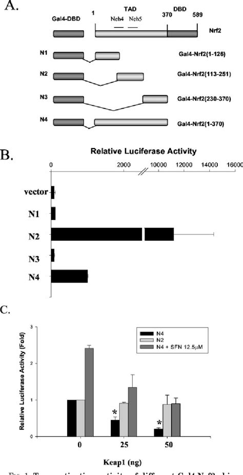 Figure 1 From Regulation Of Nrf2 Transactivation Domain Activity The