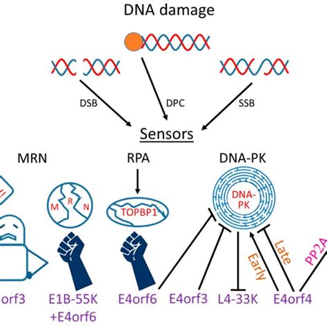 Interactions Of Adenovirus Ad Proteins With Dna Damage Response Ddr