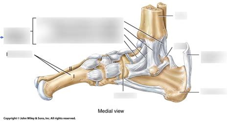 Diagram Of Aga Foot Ligaments Medial Diagram Quizlet