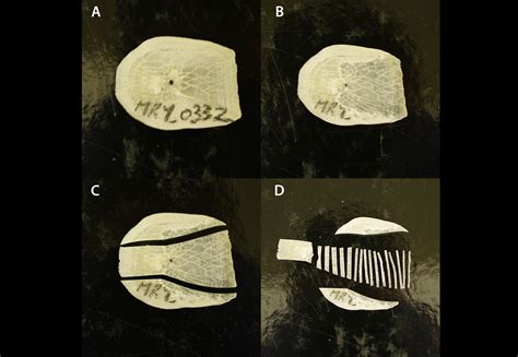 Anu Researchers Solve The Riddle Of Our Most Unique Fish Scimex