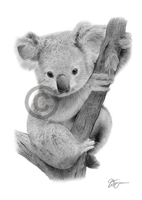 Baby Koala Pencil Drawing Print Wildlife Art Artwork - Etsy