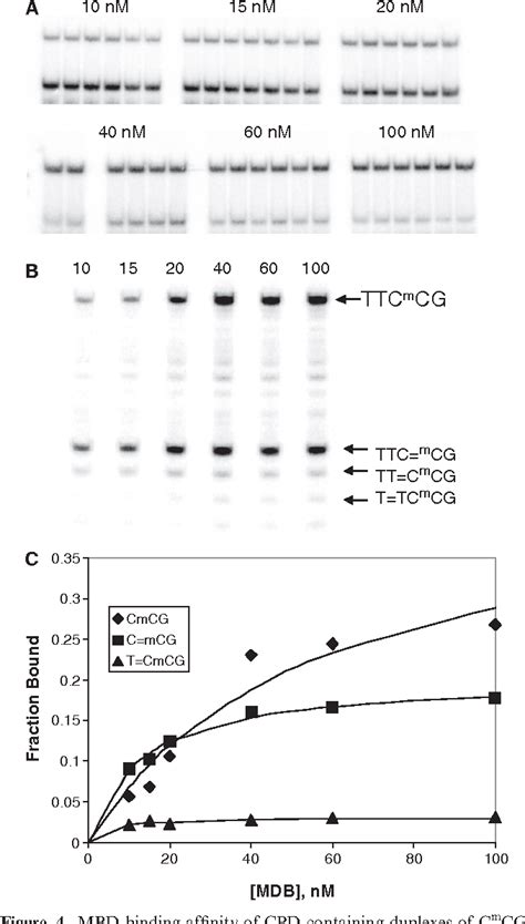 Figure 1 From Methyl Cpg Binding Protein 2 Mecp2 Enhances Photodimer