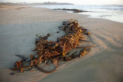 Bull Kelp Seaweed Washed Up On Wickaninnish Beach In Pacific Rim