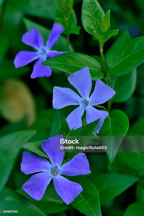 Vinca Major Bigleaf Periwinkle Evergreen Perennial Frequently Used In