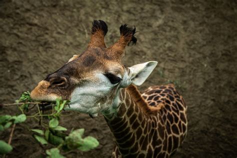 Morte de girafa do BioParque foi causada por distúrbio alimentar