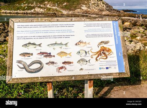 Fish species identification information sign, Atlantic Islands Galicia ...