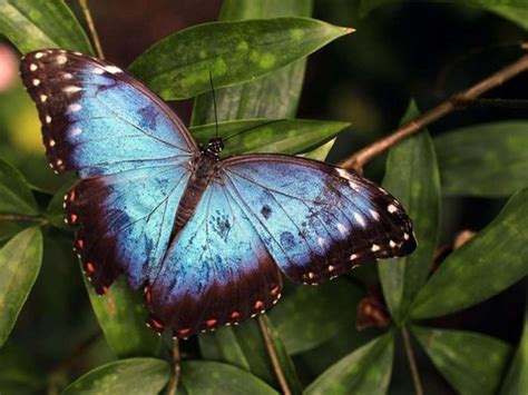 Simbolismo Da Borboleta Significado Espiritual Wayliteenterprises