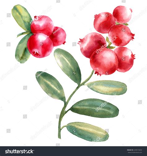 Vector Isolated Huckleberry On White Background Stock Vector Royalty