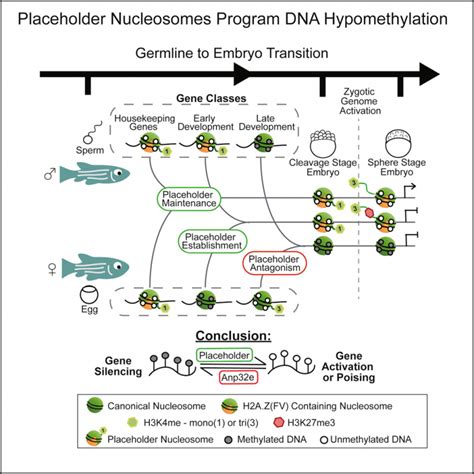 Mechanisms Of Epigenetic Inheritance Discovery And Innovation At