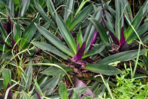Oyster Plant