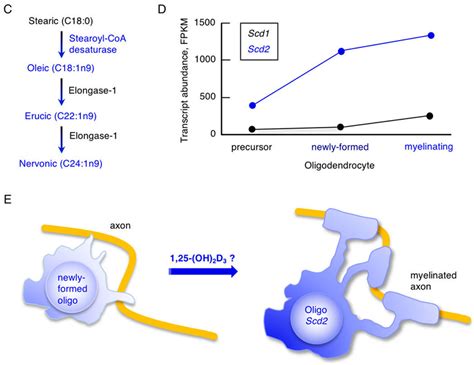 The Vitamin D Stearoyl CoA Desaturase Hypothesis Of MS Risk A