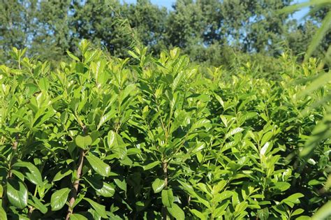 Aufrechter Kirschlorbeer Lorbeerkirsche Herbergii Prunus