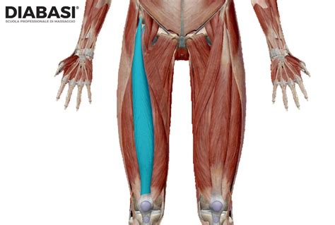 Retto Del Femore Cenni Di Anatomia E Massaggio DIABASI